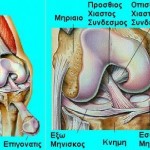 normal_knee joint